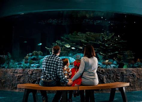 New hampshire aquarium - Five Best Zoos and Aquariums in New Hampshire. 1. Living Shores Aquarium ; 2. Blue Ocean Discovery Center ; 3. Squam Lakes Natural Science Center; …